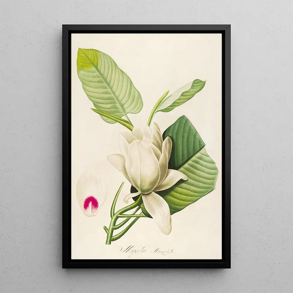 Pierre Joseph Redout - Description des plantes rares cultivees a Malmaison et a Navarre Pl33.webp