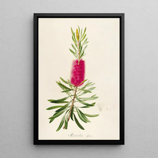 Pierre Joseph Redout - Description des plantes rares cultivees a Malmaison et a Navarre Pl34.webp