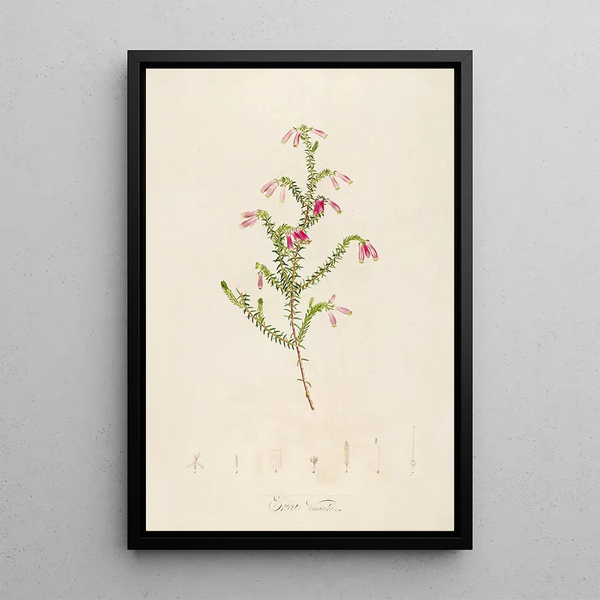 Pierre Joseph Redout - Description des plantes rares cultivees a Malmaison et a Navarre Pl38.webp