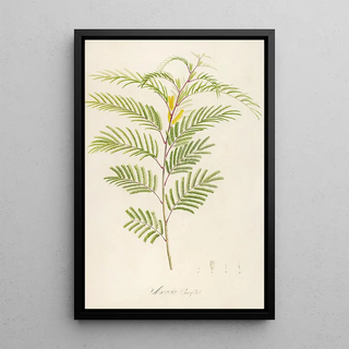 Pierre Joseph Redout - Description des plantes rares cultivees a Malmaison et a Navarre Pl40.webp