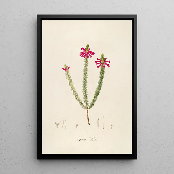 Pierre Joseph Redout - Description des plantes rares cultivees a Malmaison et a Navarre Pl43.webp