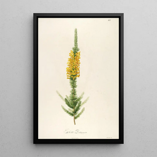 Pierre Joseph Redout - Description des plantes rares cultivees a Malmaison et a Navarre Pl44.webp