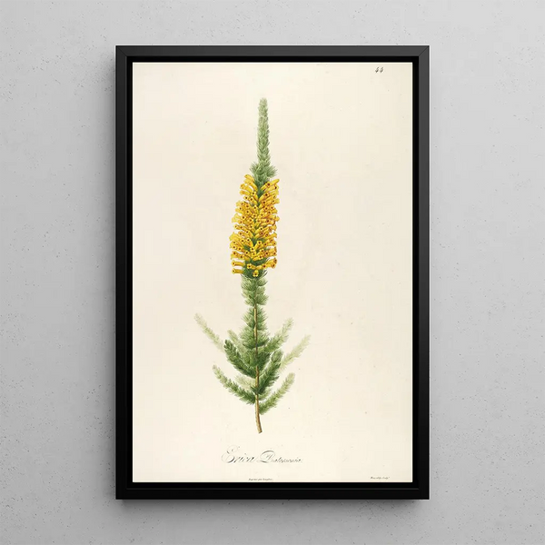 Pierre Joseph Redout - Description des plantes rares cultivees a Malmaison et a Navarre Pl44.webp