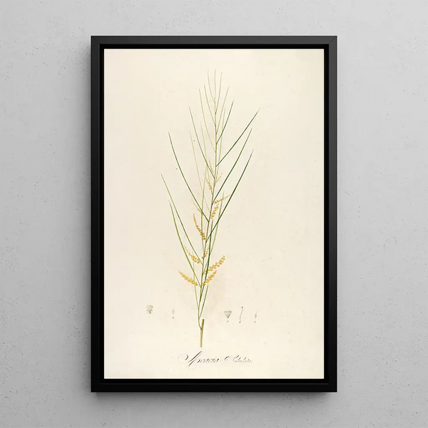 Pierre Joseph Redout - Description des plantes rares cultivees a Malmaison et a Navarre Pl45.webp