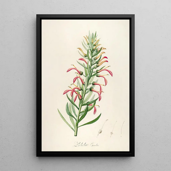 Pierre Joseph Redout - Description des plantes rares cultivees a Malmaison et a Navarre Pl46.webp