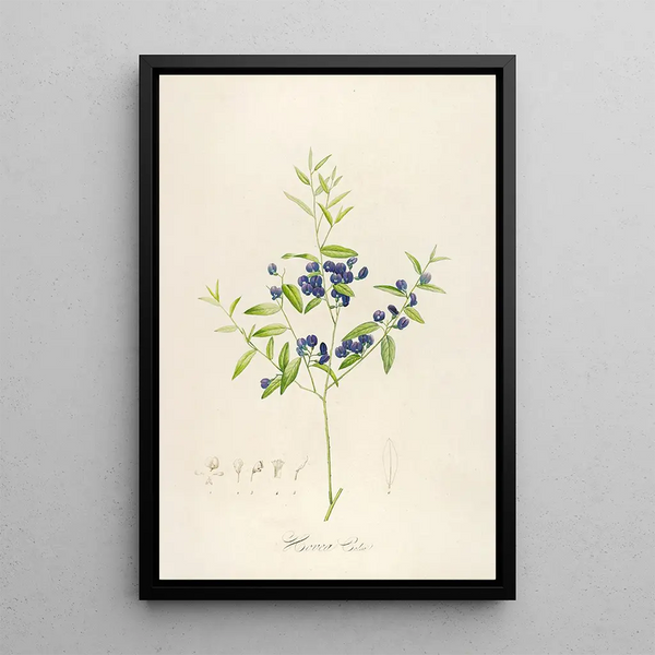 Pierre Joseph Redout - Description des plantes rares cultivees a Malmaison et a Navarre Pl51.webp