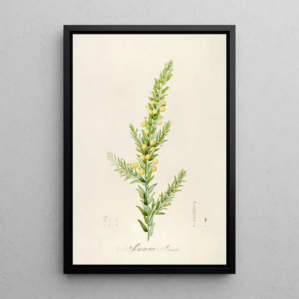 Pierre Joseph Redout - Description des plantes rares cultivees a Malmaison et a Navarre Pl55.webp