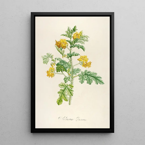 Pierre Joseph Redout - Description des plantes rares cultivees a Malmaison et a Navarre Pl56.webp