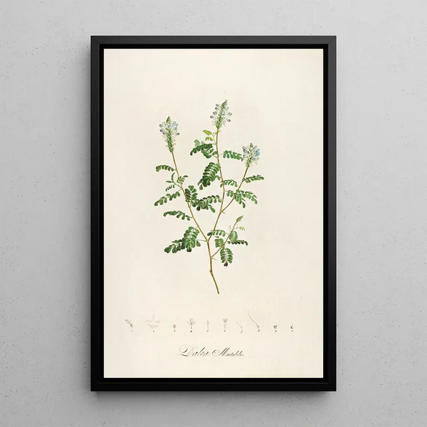 Pierre Joseph Redout - Description des plantes rares cultivees a Malmaison et a Navarre Pl57.webp