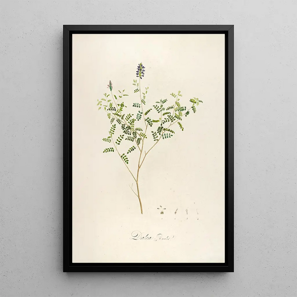 Pierre Joseph Redout - Description des plantes rares cultivees a Malmaison et a Navarre Pl58.webp
