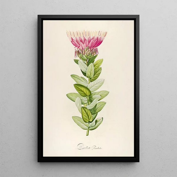Pierre Joseph Redout - Description des plantes rares cultivees a Malmaison et a Navarre Pl59.webp