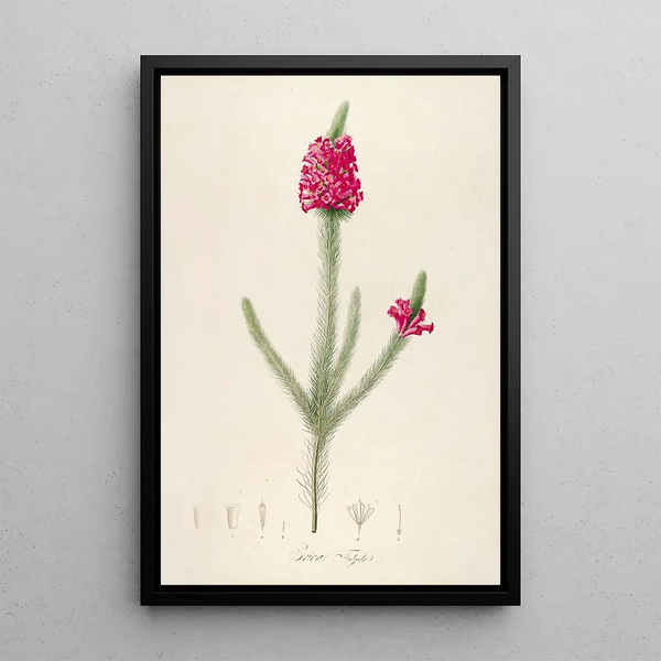 Pierre Joseph Redout - Description des plantes rares cultivees a Malmaison et a Navarre Pl61.webp
