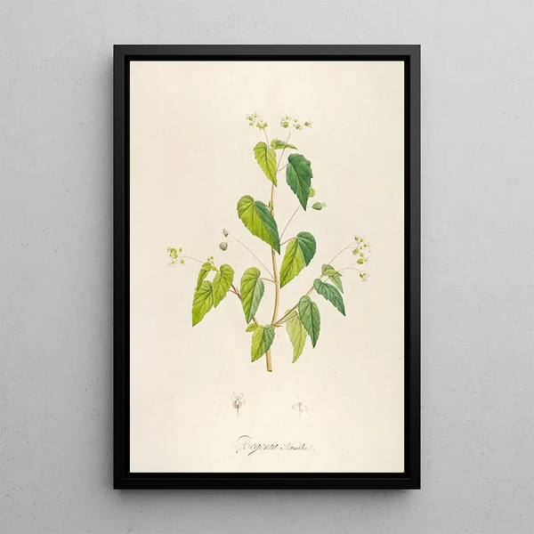 Pierre Joseph Redout - Description des plantes rares cultivees a Malmaison et a Navarre Pl62.webp