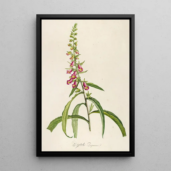Pierre Joseph Redout - Description des plantes rares cultivees a Malmaison et a Navarre Pl64.webp