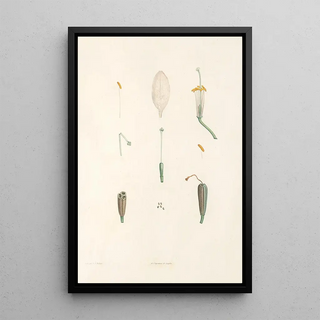 Pierre Joseph Redout - La botanique de J J Rousseau Pl 02.webp