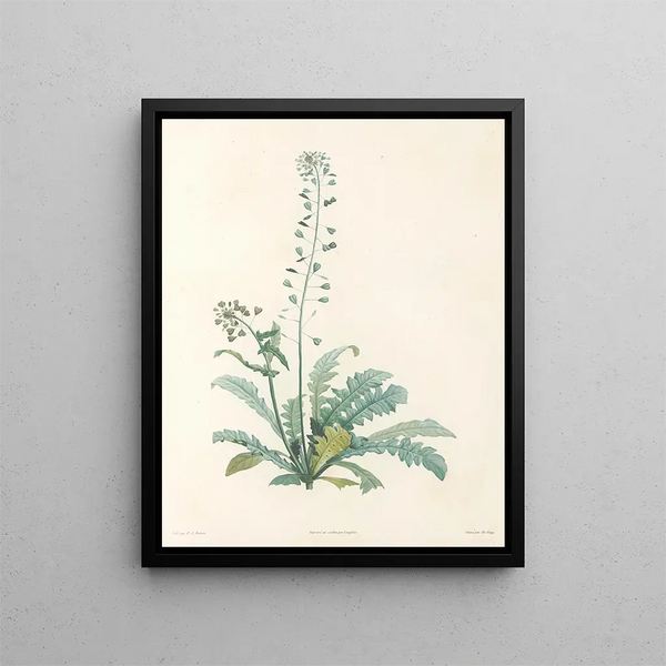 Pierre Joseph Redout - La botanique de J J Rousseau Pl 13.webp