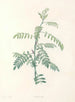 van J. J. Rousseau Pl 19 - Pierre-Joseph Redouté — weergave van het kunstwerk