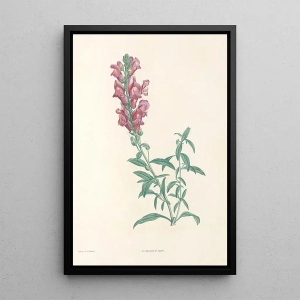 Pierre Joseph Redout - La botanique de J J Rousseau Pl 24.webp