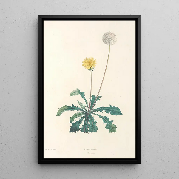 Pierre Joseph Redout - La botanique de J J Rousseau Pl 35.webp