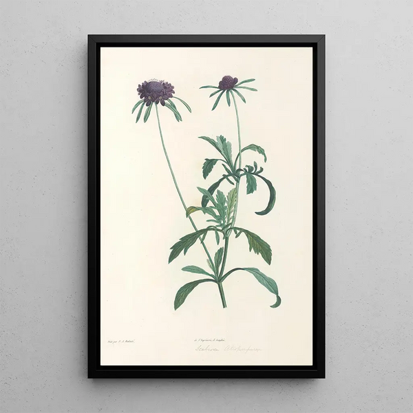 Pierre Joseph Redout - La botanique de J J Rousseau Pl 39.webp