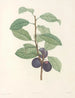 La botanique van J. J. Rousseau Pl 44 - Pierre-Joseph Redouté — weergave van het kunstwerk
