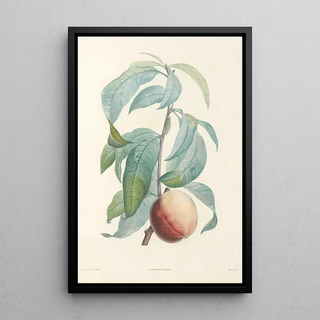 Pierre Joseph Redout - La botanique de J J Rousseau Pl 46.webp