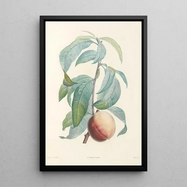 Pierre Joseph Redout - La botanique de J J Rousseau Pl 46.webp