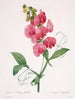 Lathyrus latifolius Pois éternel - Pierre Joseph Redouté — weergave van het kunstwerk