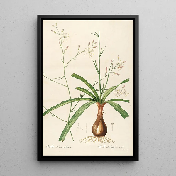 Pierre Joseph Redout - Les liliacees Pl01.webp