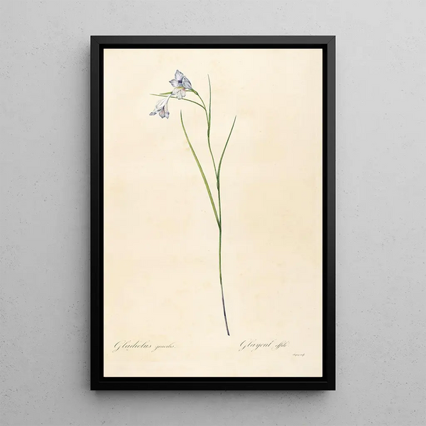 Pierre Joseph Redout - Les liliacees Pl05.webp