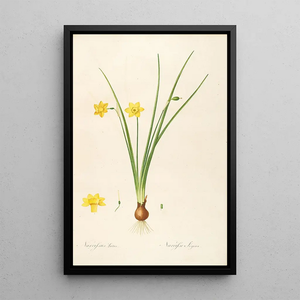 Pierre Joseph Redout - Les liliacees Pl08.webp