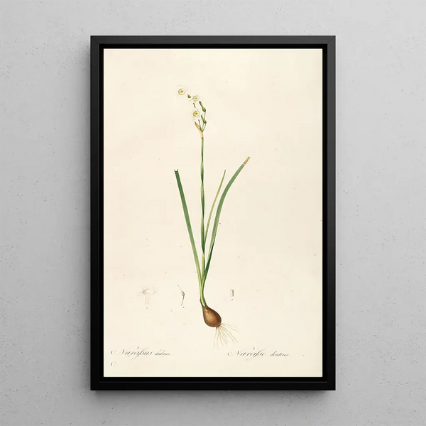 Pierre Joseph Redout - Les liliacees Pl09.webp