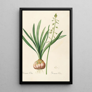 Pierre Joseph Redout - Les liliacees Pl10.webp