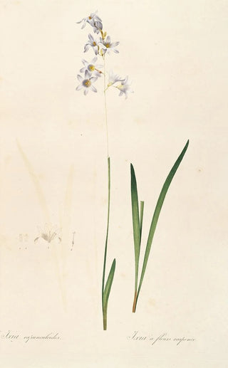 Pierre Joseph Redout - Les liliacees Pl11.webp