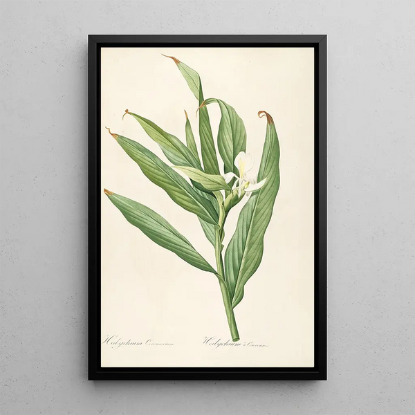 Pierre Joseph Redout - Les liliacees Pl16.webp