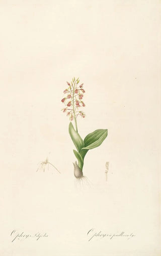 Pierre Joseph Redout - Les liliacees Pl17.webp