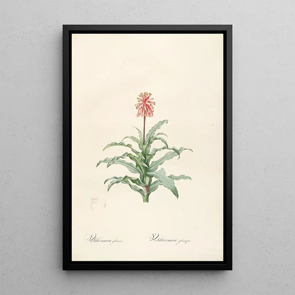 Pierre Joseph Redout - Les liliacees Pl20.webp