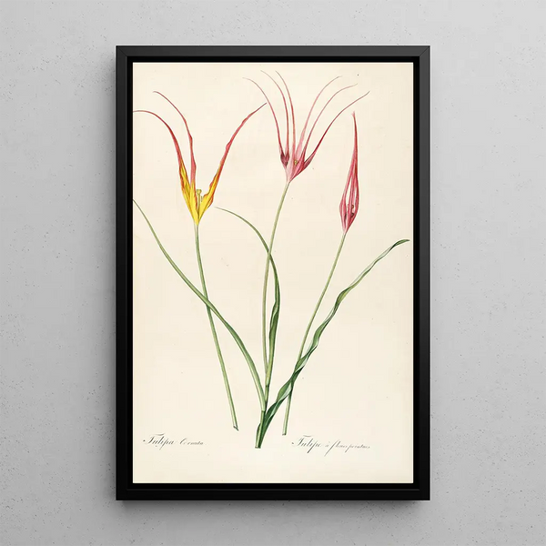 Pierre Joseph Redout - Les liliacees Pl24.webp