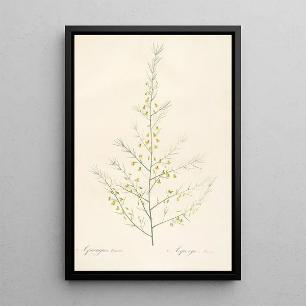 Pierre Joseph Redout - Les liliacees Pl25.webp