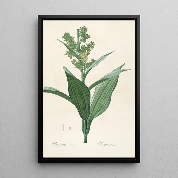 Pierre Joseph Redout - Les liliacees Pl26.webp