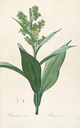 Pierre Joseph Redout - Les liliacees Pl26.webp