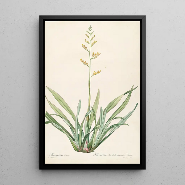 Pierre Joseph Redout - Les liliacees Pl27.webp