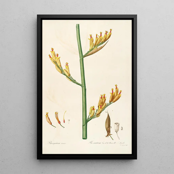 Pierre Joseph Redout - Les liliacees Pl28.webp