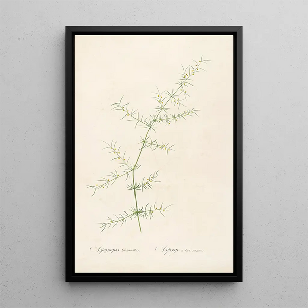 Pierre Joseph Redout - Les liliacees Pl30.webp