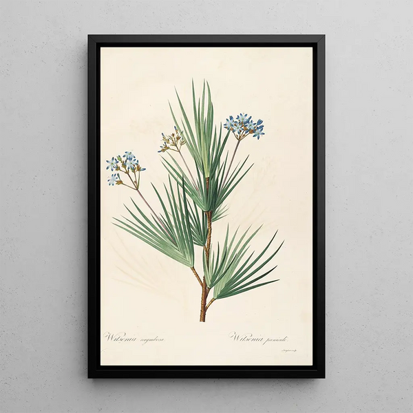 Pierre Joseph Redout - Les liliacees Pl32.webp