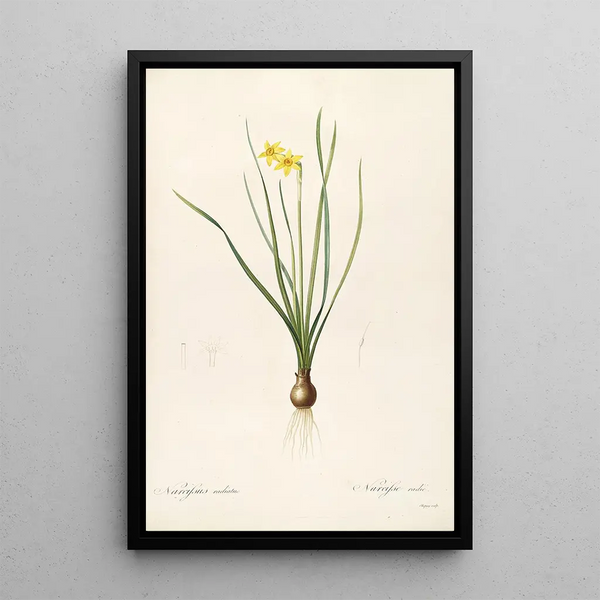 Pierre Joseph Redout - Les liliacees Pl38.webp