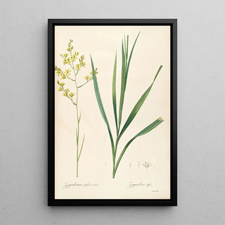 Pierre Joseph Redout - Les liliacees Pl40.webp