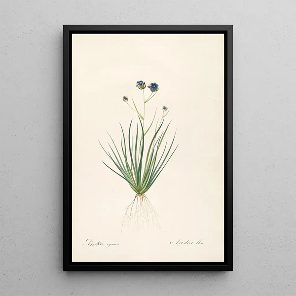 Pierre Joseph Redout - Les liliacees Pl41.webp