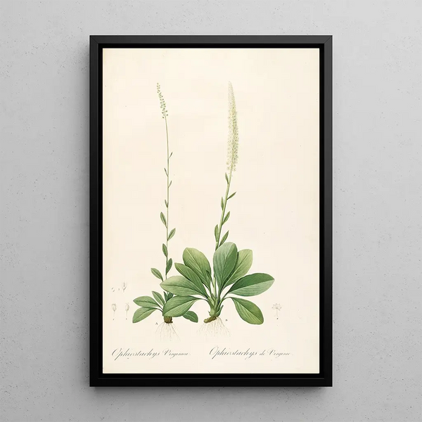 Pierre Joseph Redout - Les liliacees Pl43.webp