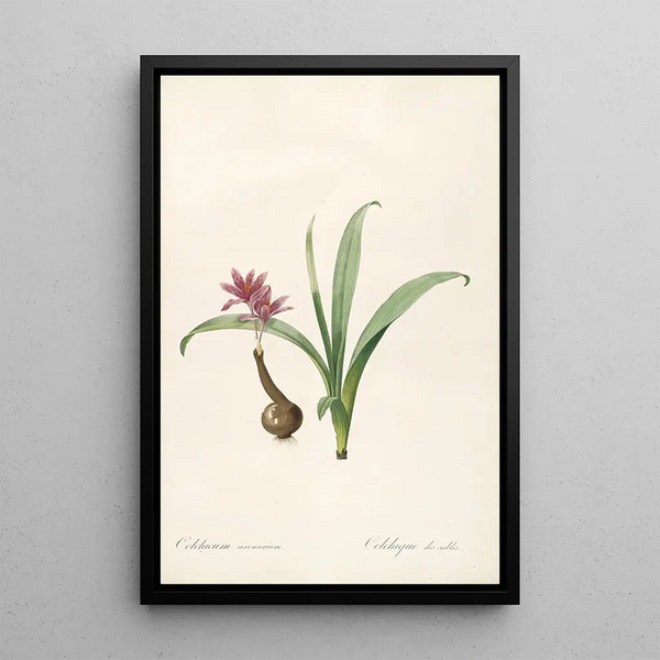 Pierre Joseph Redout - Les liliacees Pl46.webp